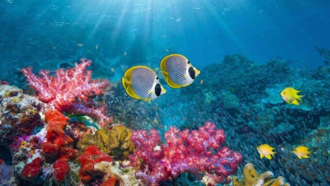 Nha Trang: Snorkeling, Lunch, and Mini Beach - Inclusions and Exclusions