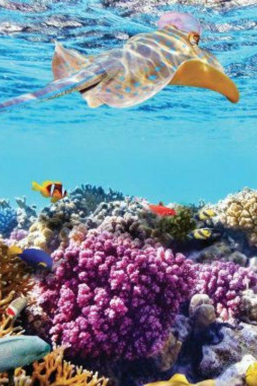 Nha Trang: Snorkeling, Mun Island and Mini Beach Day Trip - Marine Park Exploration