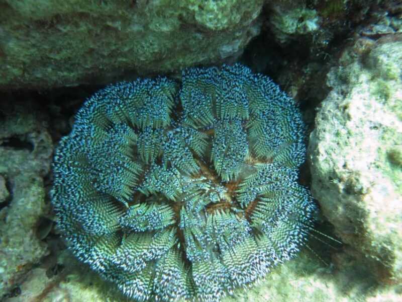 Nha Trang: Snorkeling Tour at Mun Island Marine Park - All-Inclusive Tour Package Details