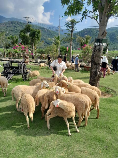 Nha Trang: Tanyoli Sand Dunes and Phan Rang Guided Day Trip - Frequently Asked Questions