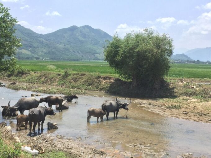 Nha Trang: Top Sightseeing Tanyoli Sand Hill & Spa Mud Bath - Sheep Grazing Landscapes