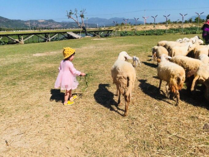 Nha Trang: Top Sightseeing Tanyoli Sand Hill & Spa Mud Bath - Vineyard Experience