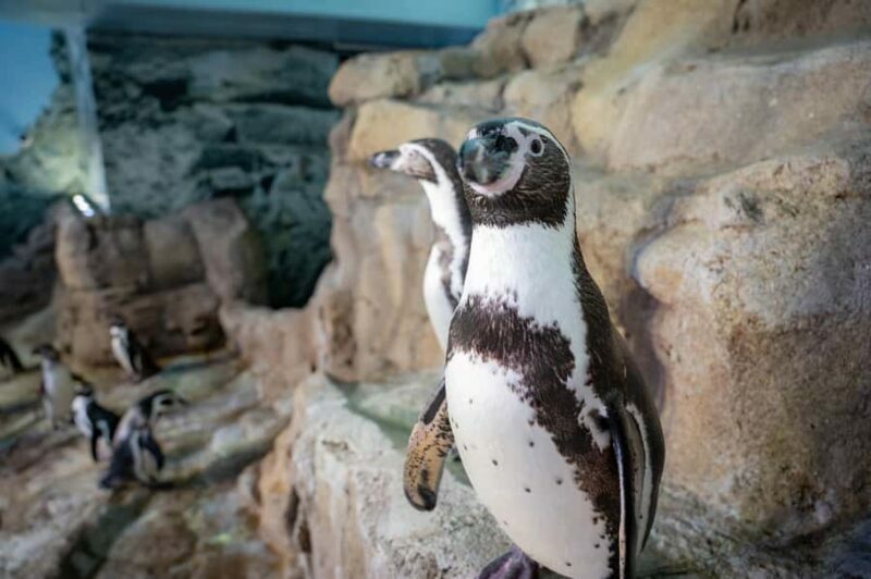 Niagara: Aquarium of Niagara General Admission - Frequently Asked Questions