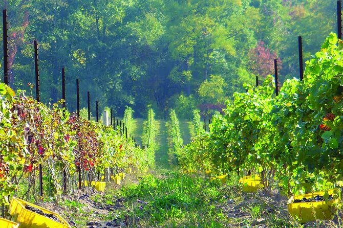 Niagara County Wine Tour and Tasting - Meeting and Pickup Information