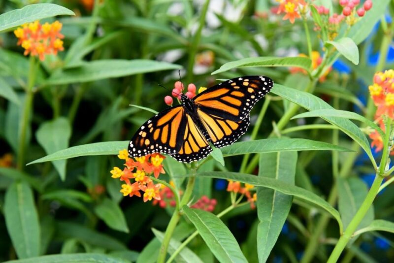 Niagara Falls, Canada: Butterfly Conservatory Admission - Accessibility and Amenities