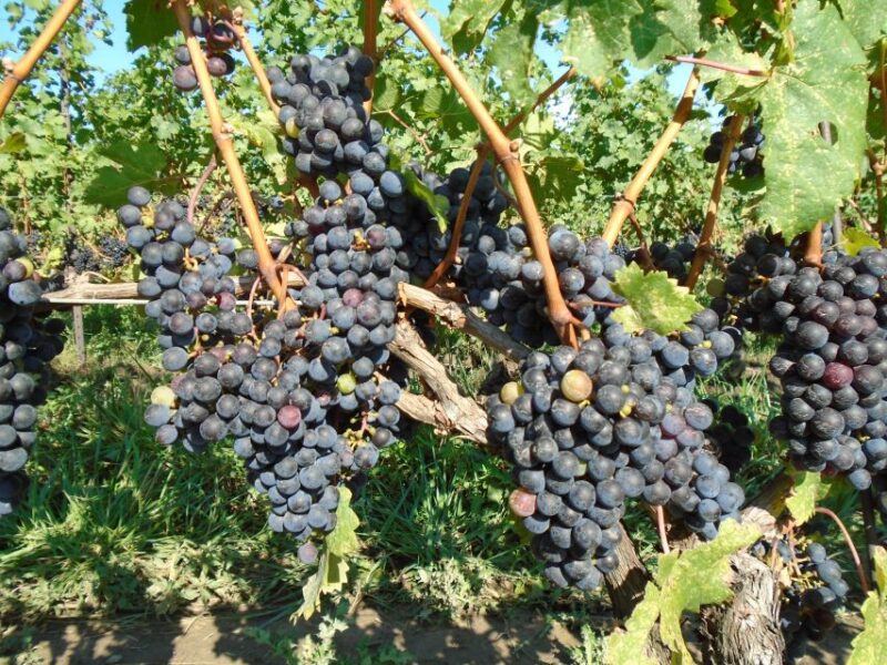 Niagara Falls, Canada: Full-Day Private Winery Tour - Scenic Countryside Views