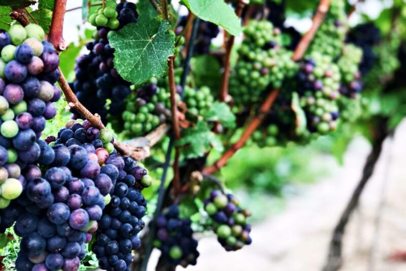 Niagara-On-The-Lake: Wine & Charcuterie Tour With Tastings - Wine Tasting Details
