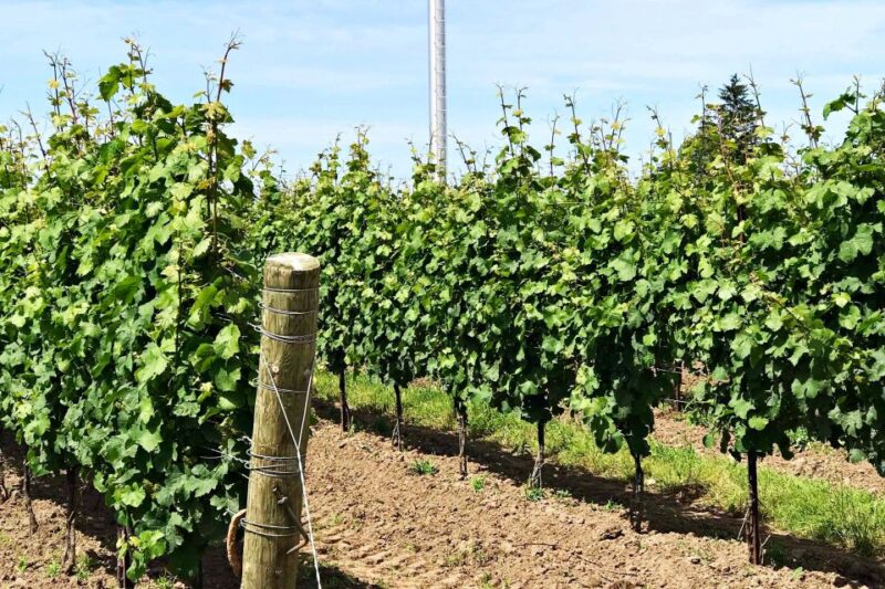 Niagara-On-The-Lake: Wine & Charcuterie Tour With Tastings - Customer Feedback and Ratings