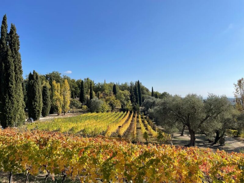 Nice: Full-Day Côtes De Provence Wine Tour - Key Points