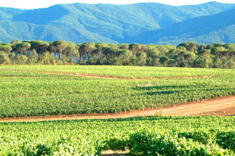 Nice: Full-Day Côtes De Provence Wine Tour - Visiting the First Winery