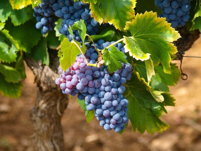 Nice: Half-Day Saint Paul De Vence and Wine Tasting Tour - Duration and Group Size