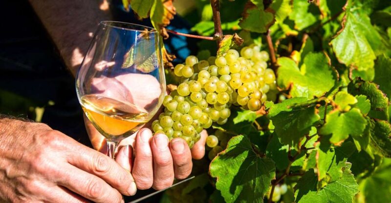 Nice: Provence Village Tour With Wine and Produce Tasting - Wine Tasting in Saint-Jeannet