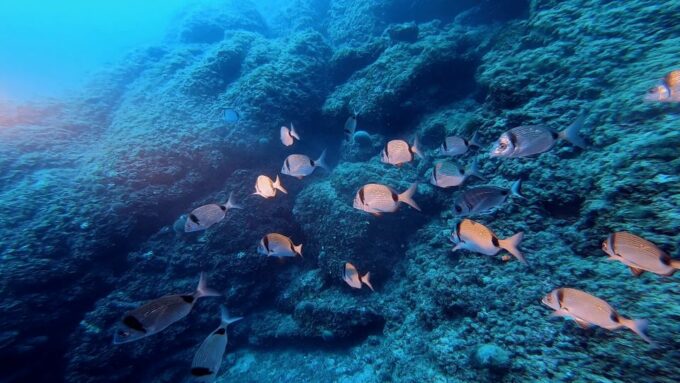Nice: Speedboat Day Trip With Snorkeling in Villefranche Bay - Frequently Asked Questions
