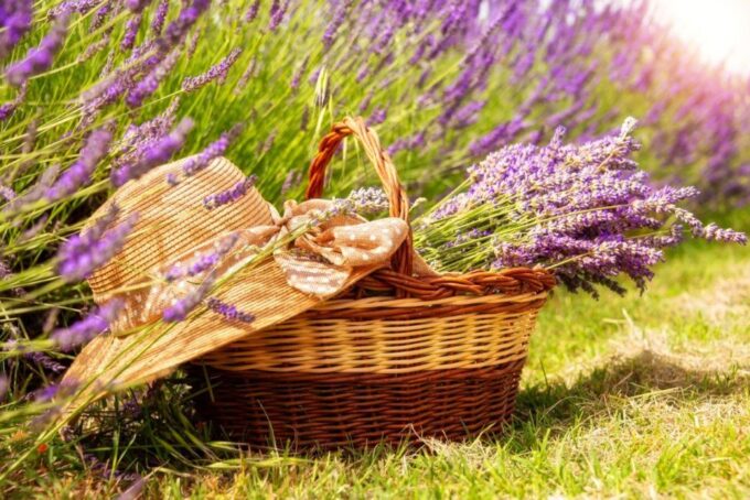 Nice: the Gorges Du Verdon and Ste Croix Lake Full-Day Tour - Taking in the Lavender Fields and Ste Croix Lake