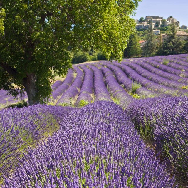 Nice: the Gorges Du Verdon and Ste Croix Lake Full-Day Tour - Frequently Asked Questions