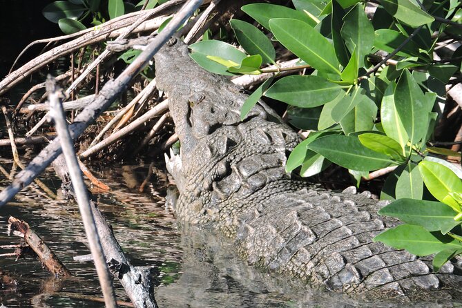 Nichupte Lagoon Wildlife Tour - Included Amenities