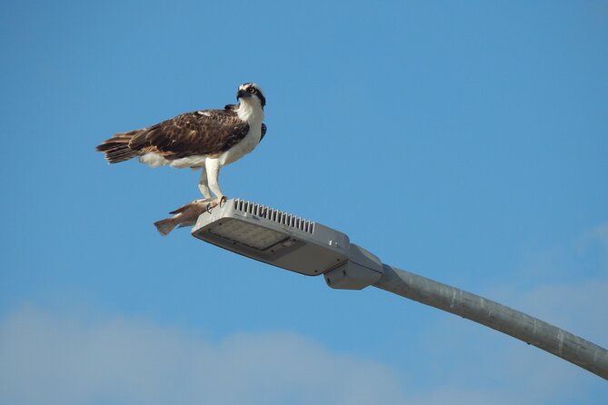 Nichupte Lagoon Wildlife Tour - Guide Expertise