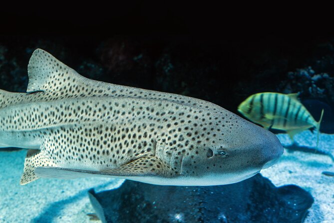 Night at the Aquarium Tour - Guest Ratings