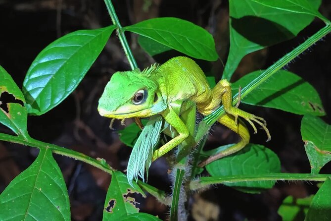 Night Froggy Adventure at Kubah National Park - Pricing and Booking Details