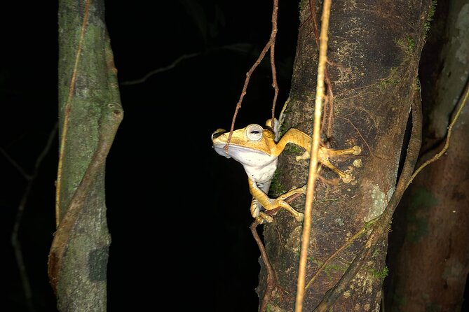 Night Frogs Tour at Kubah National Park - Good To Know