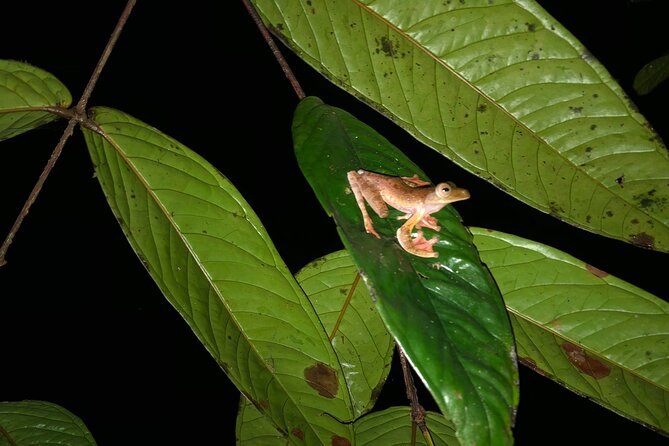 Night Frogs Tour at Kubah National Park - Whats Included in the Tour