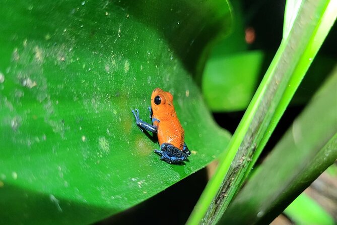 Night Hike La Fortuna - Night Hiking Trip in Arenal - Guided Storytelling and Insights