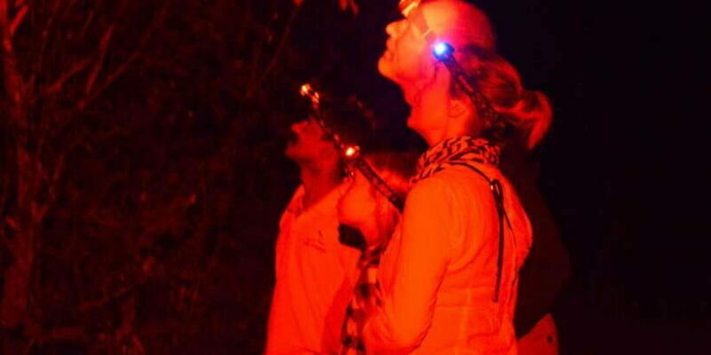 Night Hike to see Elusive & Rare Loris in Sigiriya - An In-Depth Look at the Sigiriya Night Hike