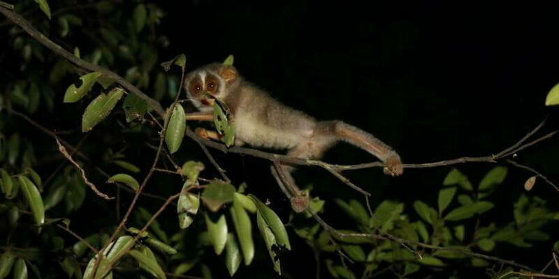 Night Hike to see Elusive & Rare Loris in Sigiriya - Who Will Love This Tour?