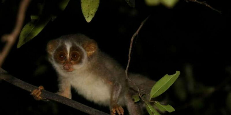 Night Hike to see Elusive & Rare Loris in Sigiriya - FAQ