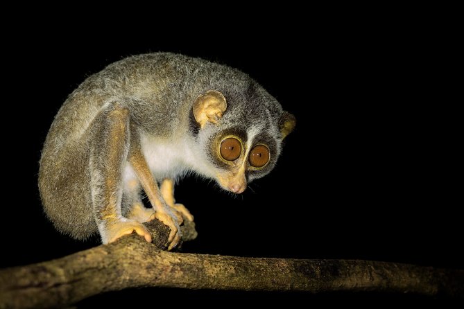 Night Hike to See Elusive & Rare Loris in Sigiriya - Meeting and Pickup