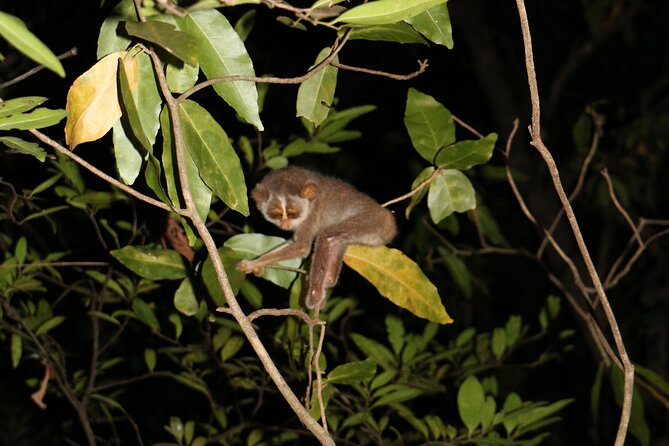 Night Hike to See Elusive & Rare Loris in Sigiriya - Accessibility and Confirmation