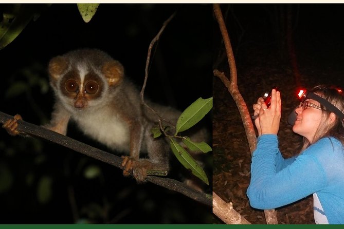 Night Hike to See Elusive & Rare Loris in Sigiriya - What to Wear
