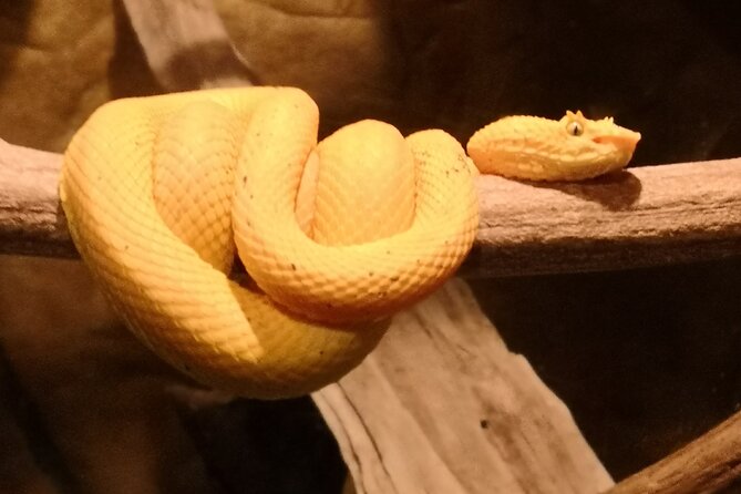 Night Hike Wildlife Observation in Santa Elena Monteverde - Guided Tour Through Monteverde
