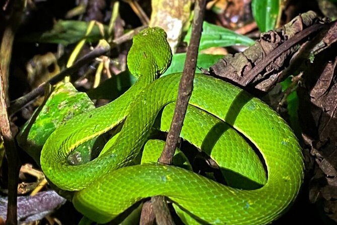 Night Hike Wildlife Observation in Santa Elena Monteverde - Key Points