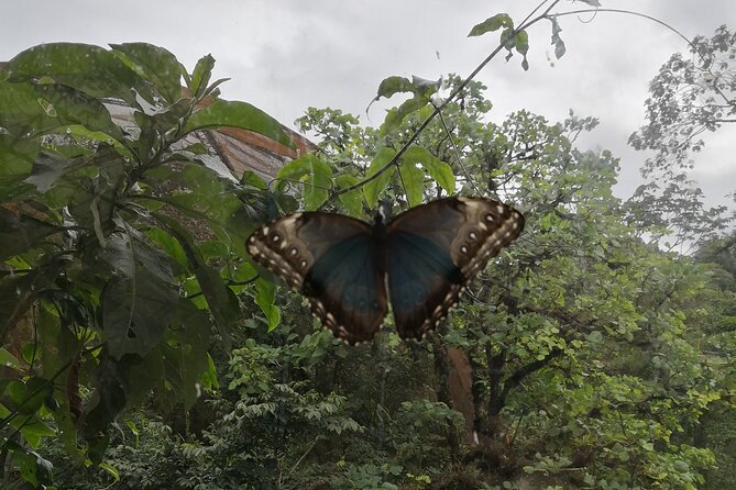 Night Hike Wildlife Observation in Santa Elena Monteverde - Guided Tour Through Monteverde