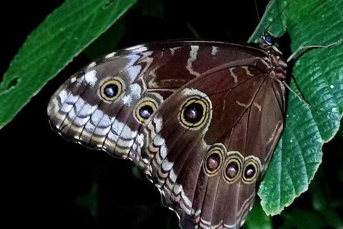 Night Hike Wildlife Observation in Santa Elena Monteverde - Nocturnal Wildlife Sightings