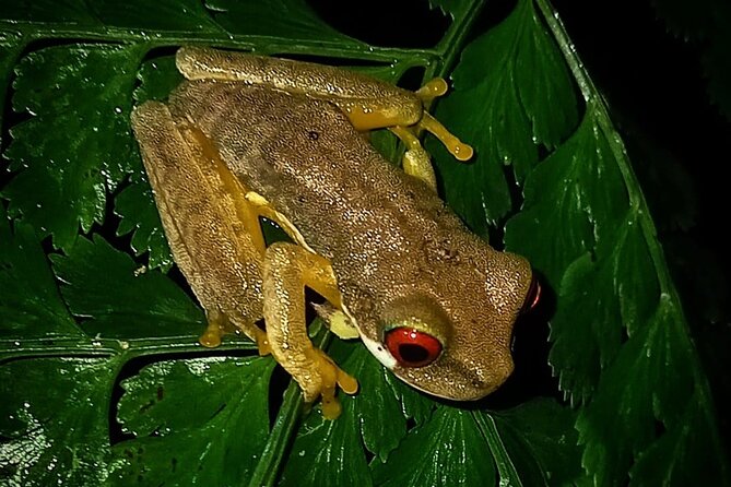 Night Hike Wildlife Observation in Santa Elena Monteverde - Booking and Cancellation Policy
