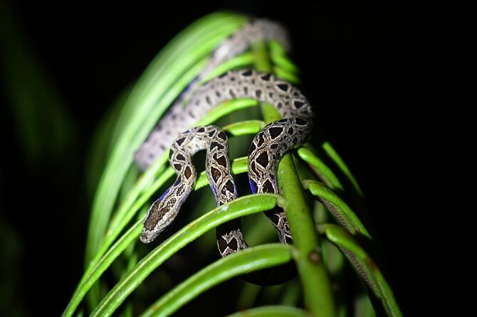 Night Hiking Tour at the Gandoca Manzanillo Mixed Refuge - Meeting and Pickup