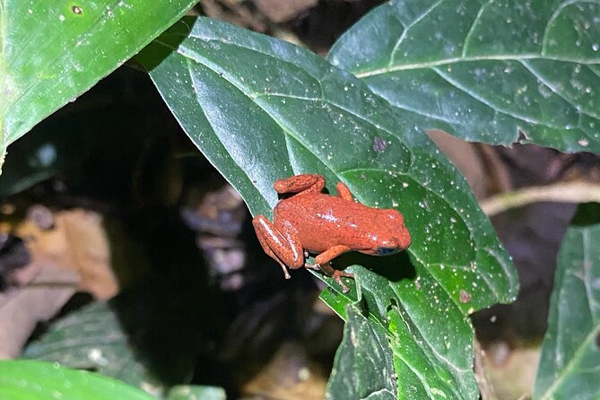 Night Hiking Tour at the Gandoca Manzanillo Mixed Refuge - Discovering the Refuge