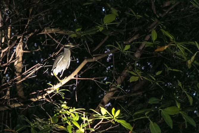 Night Kayaking Experience on Bioluminescent Lagoon in Fajardo - Meeting and Logistics