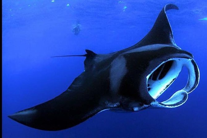Night Manta Ray Adventure on the Big Island, Hawaii - Just The Basics