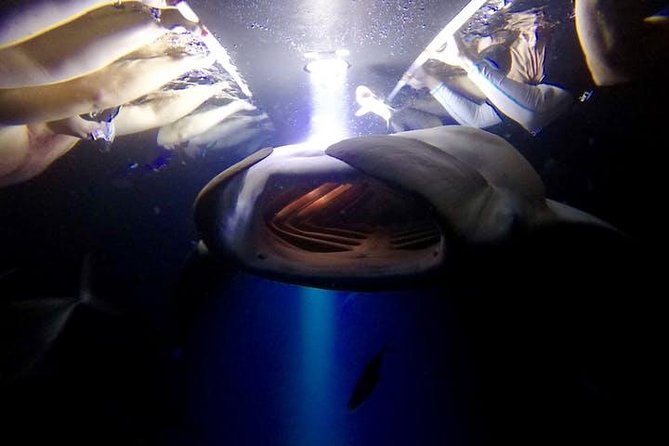 Night Manta Ray Experience - Experience Details