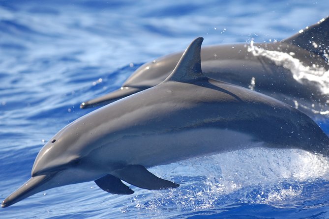 Night Manta Ray Tour | Departs From Keauhou Bay - Inclusions