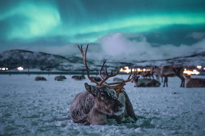Night Reindeer Sledding With Camp Dinner and Chance of Northern Lights - Pickup and Logistics