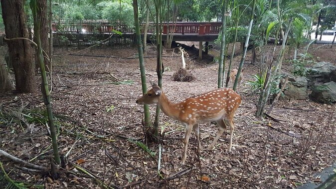 Night Safari From Chiangmai - SPECIAL DEAL - Key Points