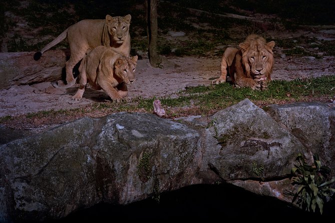 Night Safari Tour With Transfer - Location and Accessibility