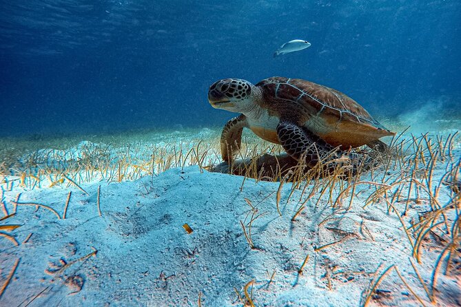 Night Scuba Dive Ambergris Caye - Arrival and Meeting Point