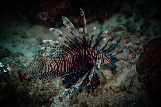 Night Shore Diving Mangel Halto Aruba for Certified Divers - Guided by PADI Instructor