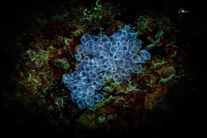 Night Shore Diving Mangel Halto Aruba for Certified Divers - Unique Marine Life Encounters