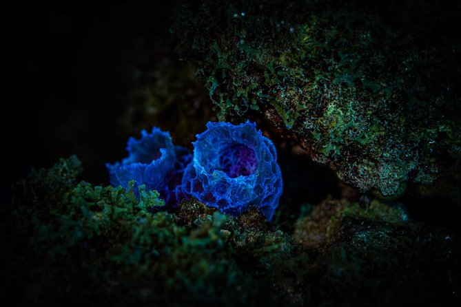 Night Shore Diving Mangel Halto Aruba for Certified Divers - Pricing and Cancellation Policy